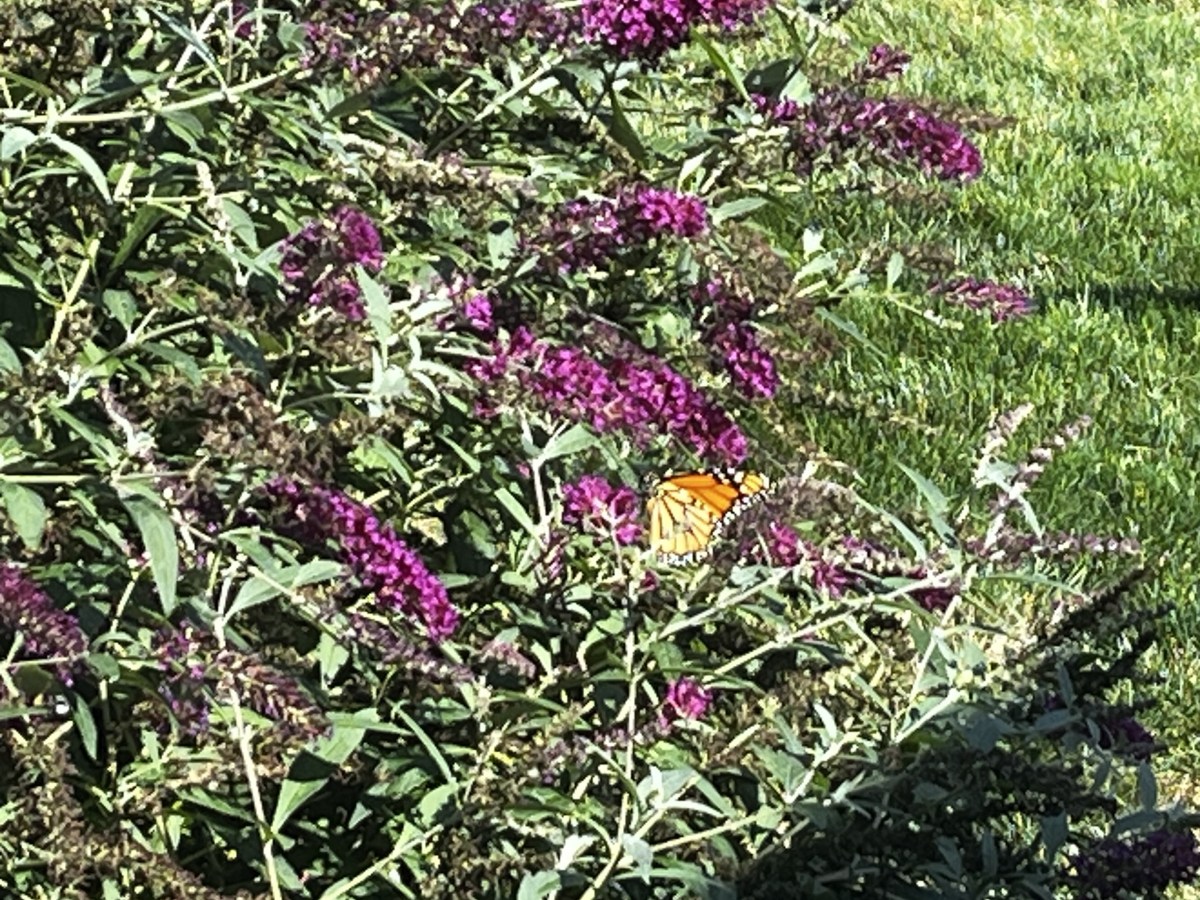 A Thank You to my&nbsp;Scammer